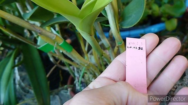 Cattleya intermedia var alba смотреть онлайн