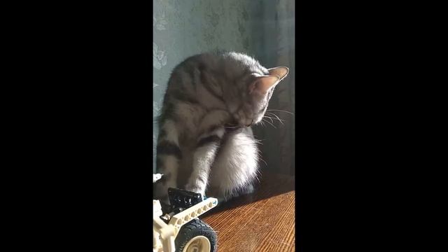Кошки домашние смотреть онлайн