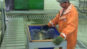 Как доят рыбу в Сочи - Форелевое хозяйство Сочи - VO Time