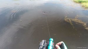 ОХОТА НА САЗАНА С АРБАЛЕТОМ в июне 2021 г.