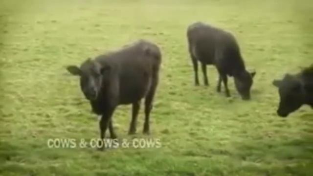 Открываем золотой сундук. Не смотреть! Вызывает привыкание! 18+