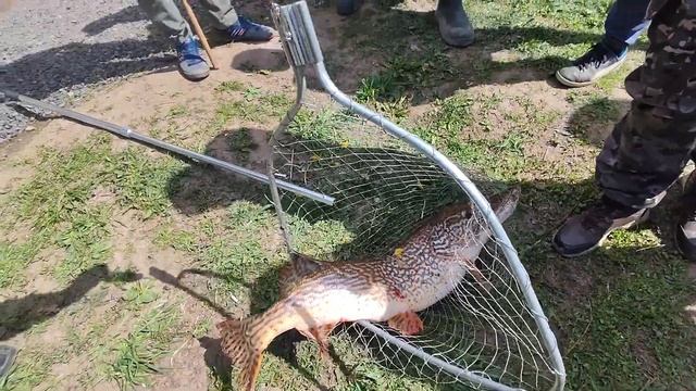 Смотреть Всем до конца,загадали желание и отпустили),вес около 8.5-9кг