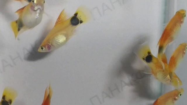 Пецилия Микки Маус флаговая (Xiphophorus maculatus) смотреть онлайн
