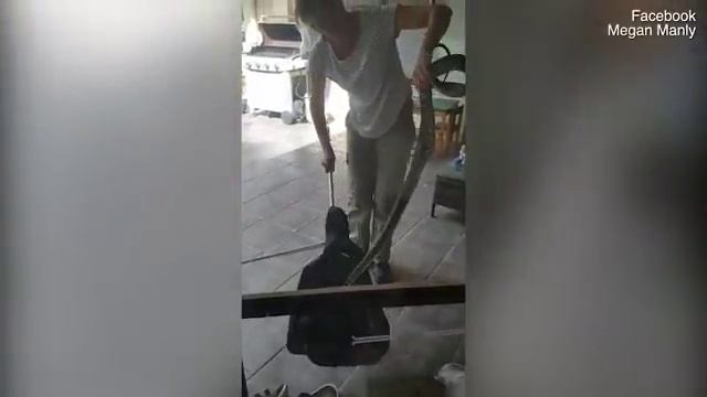 HUGE python snake captured after eyeing off toddler through a glass window смотреть онлайн