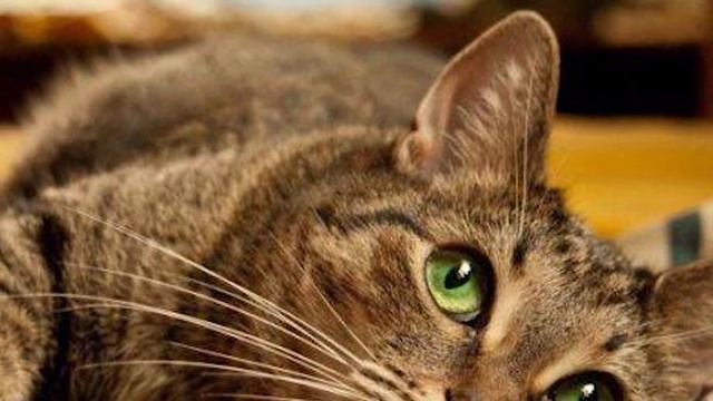 Самая старая кошка в мире. Чем кормить кошку в домашних условиях. Интересные факты о кошках