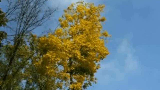 Эхо первой любви смотреть онлайн