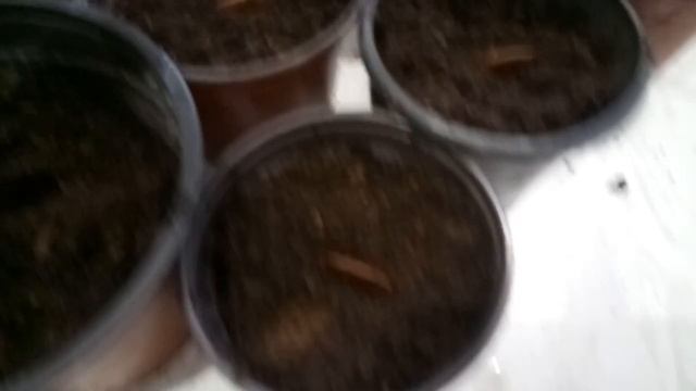 Как вырастить хурму из косточки в домашних условиях. смотреть онлайн