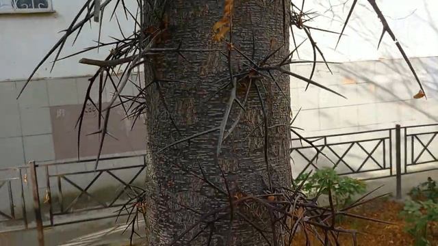 Гледичия. Хостинские миниатюры. Ноябрь 2021г. смотреть онлайн