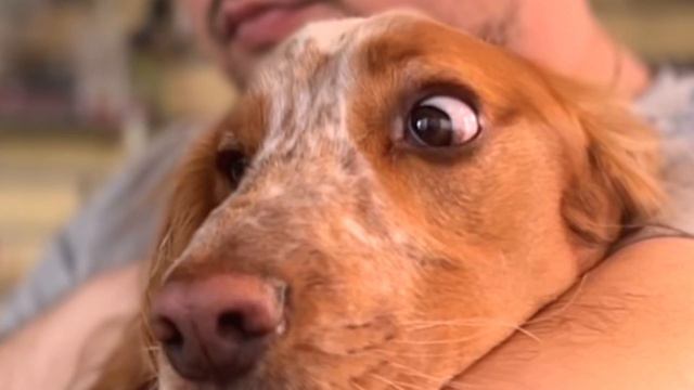 Анонс Щелковской выставки охотничьих собак 19.06.22 смотреть онлайн