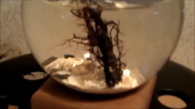 WaterWorld -- герметичные мини-аквариумы