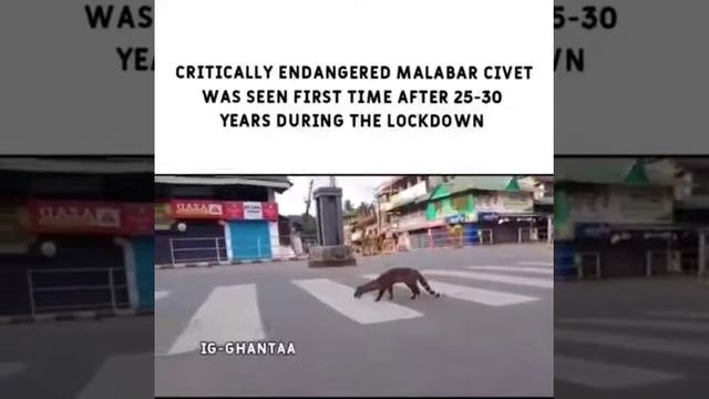 Malabar civet animal spotted after 25 years during lockdown смотреть онлайн