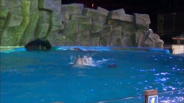 Batumi. Танцы дельфинов. Ламбада. Дельфинарий Батуми смотреть онлайн