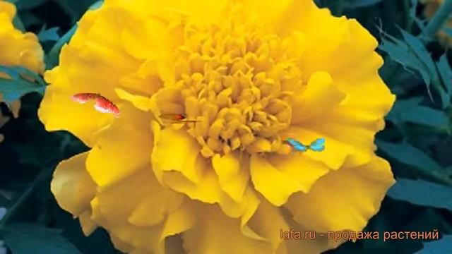 Бархатцы триплоидный Лемон Еллоу ? Лемон Еллоу обзор: как сажать, семена бархатцев Лемон Еллоу