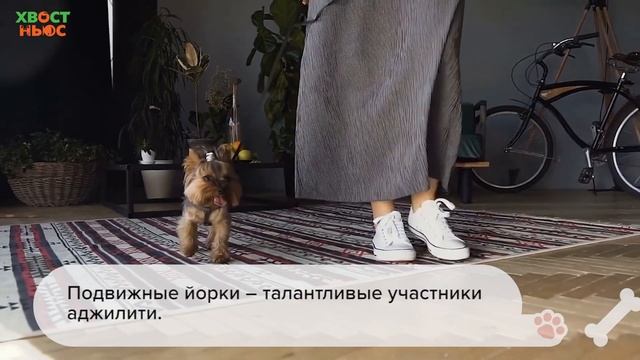 Все о породе йоркширский терьер (йорк) смотреть онлайн