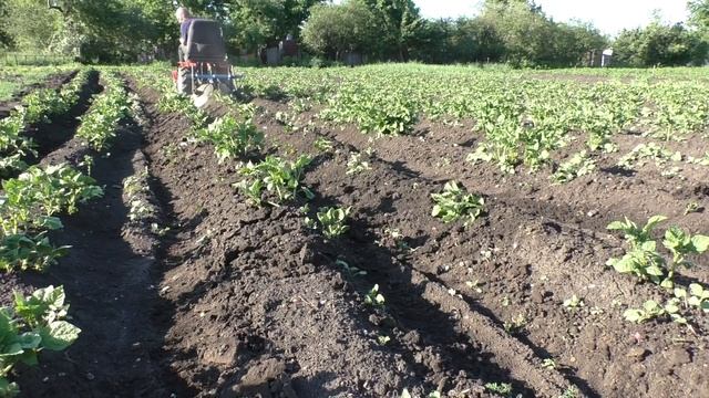 .Минитрактор .Время окучивать картофель . смотреть онлайн