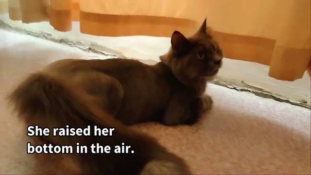SIGNS YOUR CAT IS IN HEAT смотреть онлайн