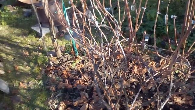 ВИНОГРАД КИШМИШ342 ,ВСЕГДА ДАЁТ УРОЖАЙ И МНОГО. смотреть онлайн