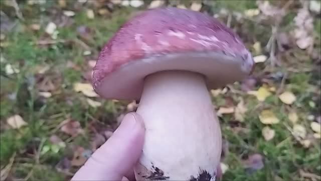 БОРОВИКИ и БЕЛЫЕ растут а ЖУРАВЛИ улетают на ЮГ,.mp4 смотреть онлайн