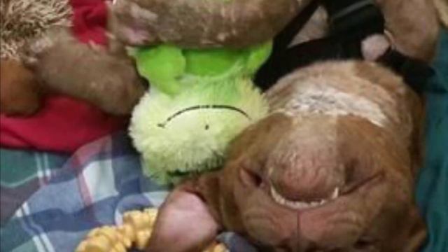 Он был приманкой в собачьих боях – им пришлось ампутировать ему лапы, но он выжил благодаря любви смотреть онлайн