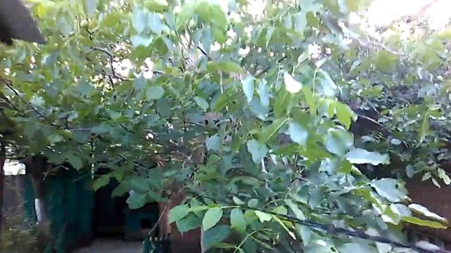 Грецкий орех в Самарской области смотреть онлайн
