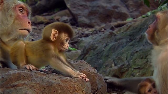 Animals Like Us : Animal Adoption - Wildlife Documentary смотреть онлайн