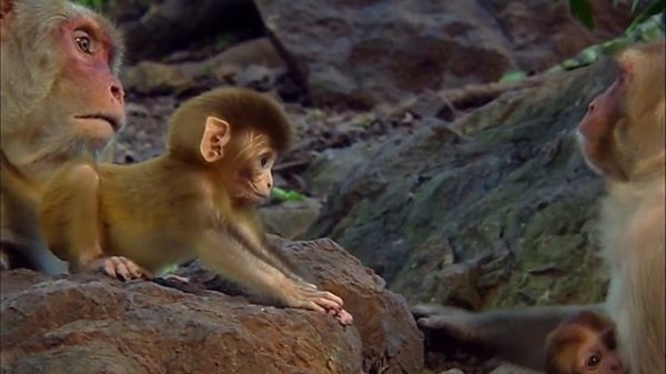 Animals Like Us : Animal Adoption - Wildlife Documentary