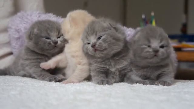 Котята Просыпаются смотреть онлайн
