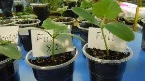 ?РАССАДА ОГУРЦОВ ПОД ФИТО-ЛАМПАМИ !!! ВЫРОСЛИ ЗА 10 ДНЕЙ .? ?