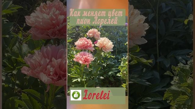 КАК МЕНЯЕТ ЦВЕТ ПИОН ЛОРЕЛЕЙ mov смотреть онлайн