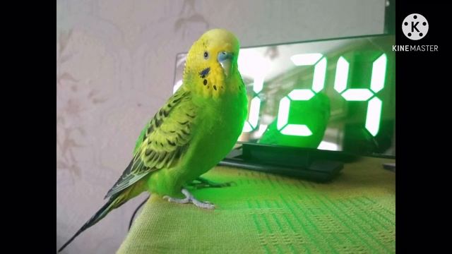 ВОЛНИСТЫЕ ПОПУГАЙЧИКИ – краткое описание смотреть онлайн