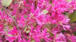 Лоропеталум красный | Жизнь в Адлере