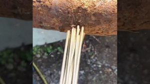 Игольчатый скаллер