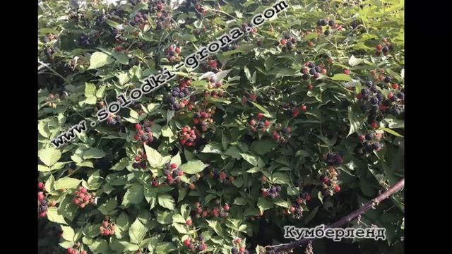 #Малина летняя от Юлии Гагиной смотреть онлайн