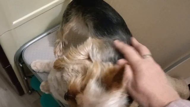 Дружба кошки и собачки и как они ждут и провожают хозяев смотреть онлайн