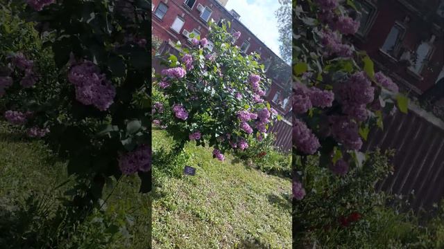 Сирень Память о Вехове 6 июня 2023 г. смотреть онлайн