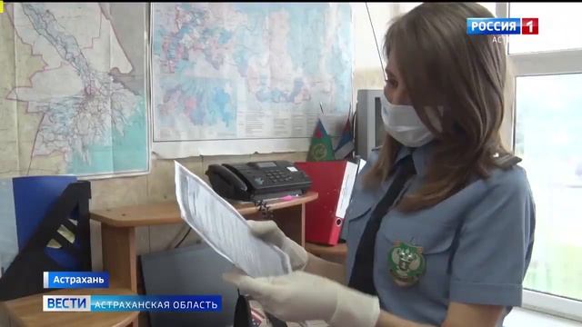 Россельхознадзор рассказал о правилах вывоза домашних животных за границу смотреть онлайн