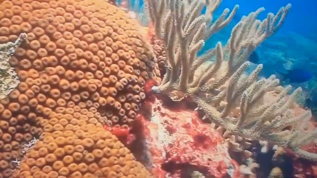 Звуки моря під фортепіано. Підводний світ. Розслаблююче відео для сну, медитації. Відео про сон. смотреть онлайн