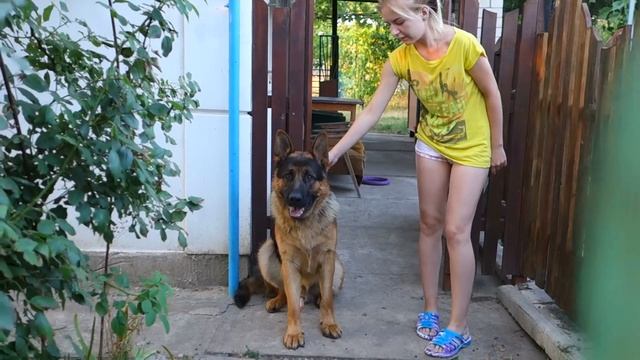 Охранник Рекс. Немецкая овчарка. Rex guard. German Shepherd. смотреть онлайн