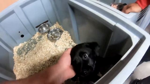 Посоветуйте какого лабрадора выбрать  для ребенка!!!!