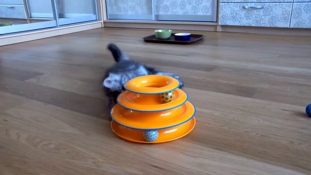 Котенок мейн-кун (3 месяца) и новая игрушка. смотреть онлайн