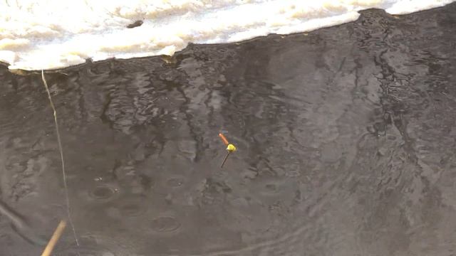 Ловля плотвы на перловку с кошачьим кормом. смотреть онлайн