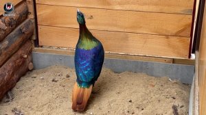 Гималайский монал. Самый красивый фазан. Himalayan monal. Lophophorus impejanus.