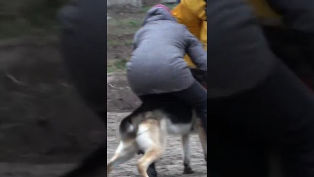 СОБАКИ-ТЕЛОХРАНИТЕЛИ. Часть 3. ВЕО. смотреть онлайн