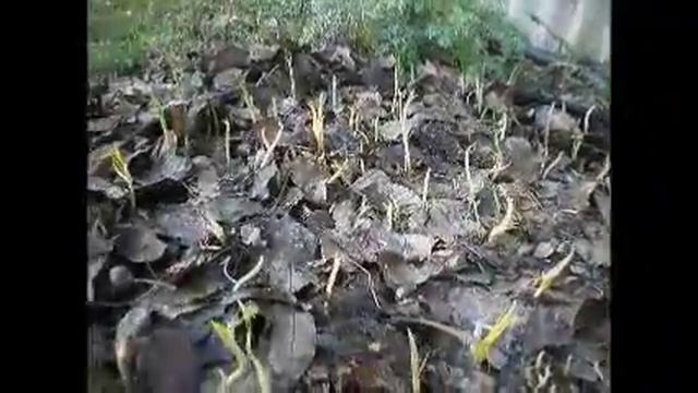 Наблюдаем за шафраном декабрь апрель 15 16 г смотреть онлайн
