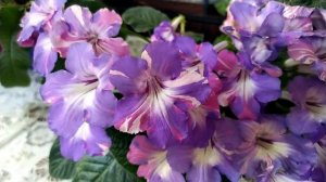 ЦВЕТЕНИЕ стрептокарпусов В ИЮНЕ. Обзор 3 сортов стрептокарпуса