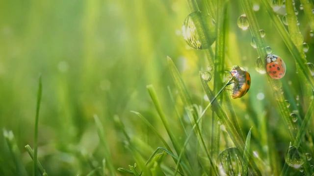 Удивительные насекомые!Насекомые. Микрокосмос смотреть онлайн