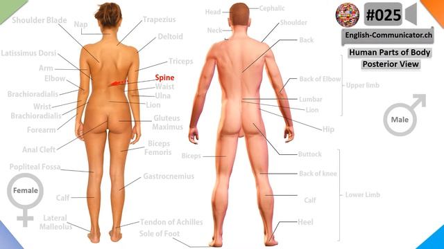 #025 Visual English Language Learning Practical Vocabulary Human Body Posterior View Anatomy