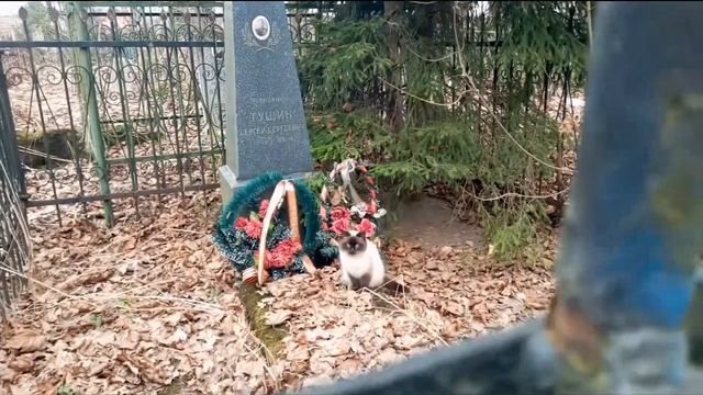 Кошки на кладбище Великие Луки смотреть онлайн