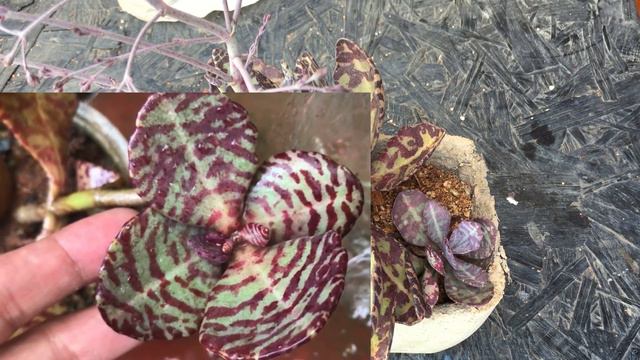 KALANCHOE HUMILIS | SUCCULENT CARE TIPS смотреть онлайн