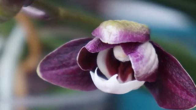 Orchid - Grocery Phal. Reblooms | Kaoda Twinkle 'Chocolate Drops' | Orchid Growing Care Tips смотреть онлайн